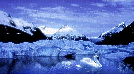 swan in glacier lake