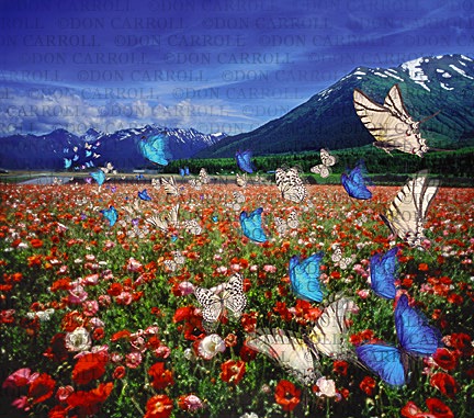 butterfly, flower field