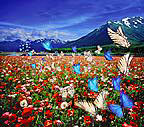 butterfly and field of flower