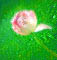 baby face in a flower, pink tulip