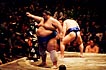 sumo photo