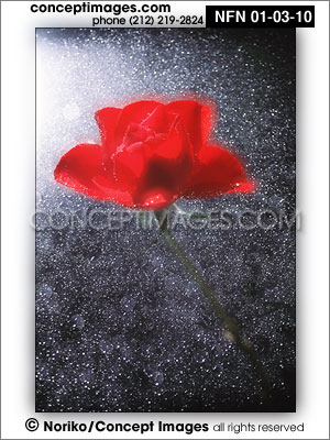 rose