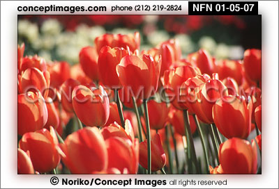 tulips