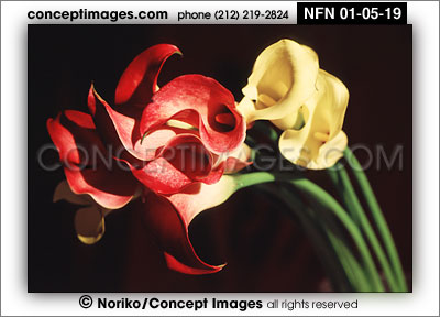 calla lily