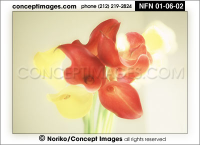 calla lily