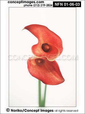 calla lily