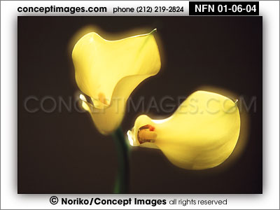 calla lily