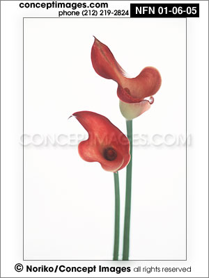 calla lily