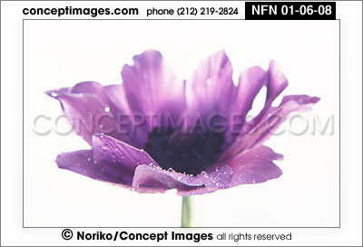 anemone