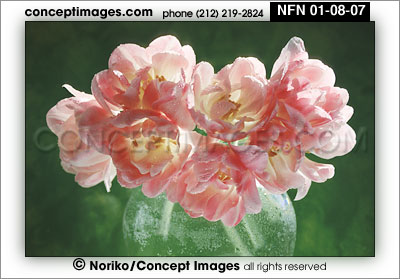 pink tulips