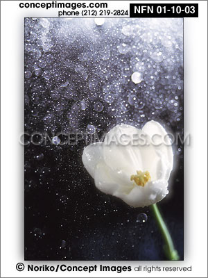 tulip