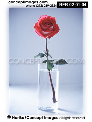 rose