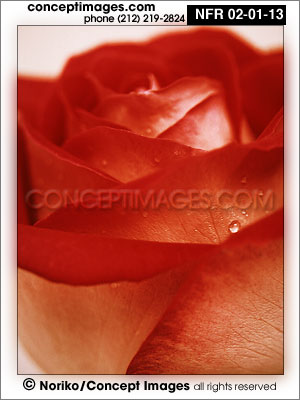 rose with tear
