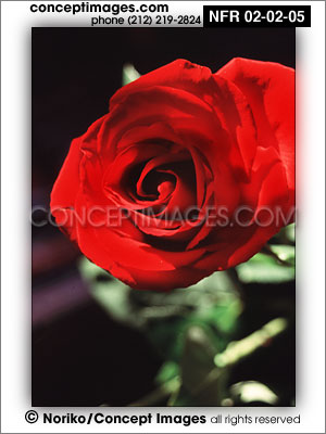 red rose
