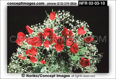 red roses