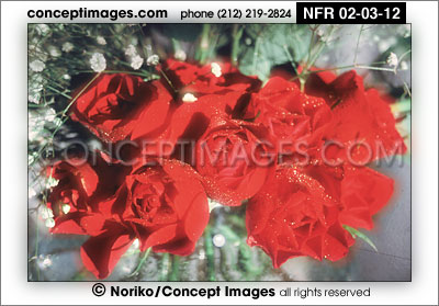 red roses