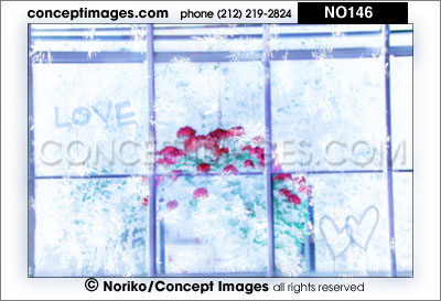 flowers in window