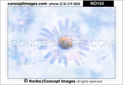 marguerite