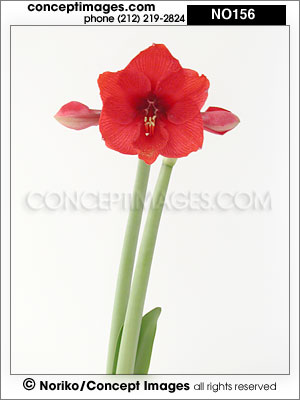 amaryllis
