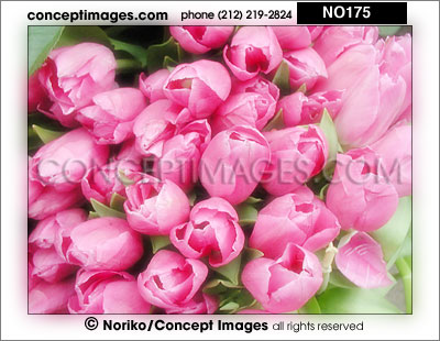 pink tulips