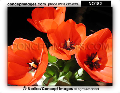 red tulips