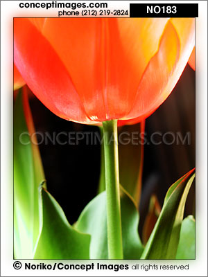 tulip