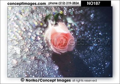 pink rose