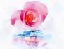 pink heart rose