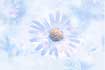 marguerite