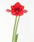 amaryllis