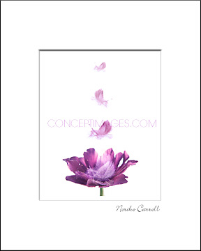 photo of anemone