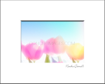 Tulips in pastel