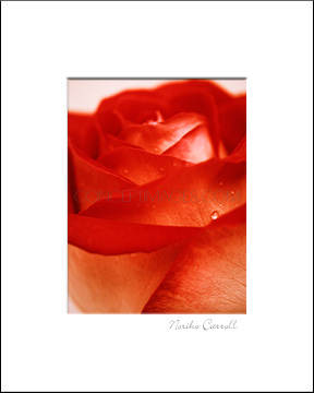 Red Rose Photograph